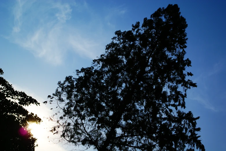 a tree with the sun in the background