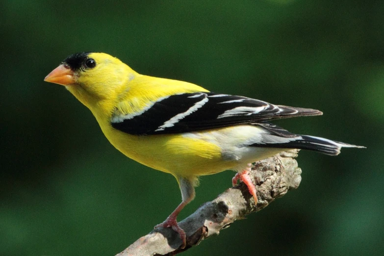 a bird sits on a nch while it waits for its food