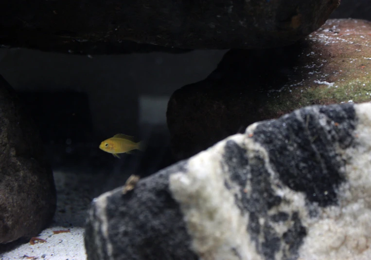 small yellow fish in large glass tank with rocks