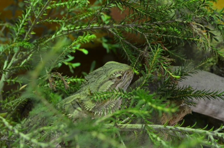 a large green lizard sitting in the tree