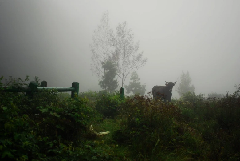 a cow standing in a green field covered with fog