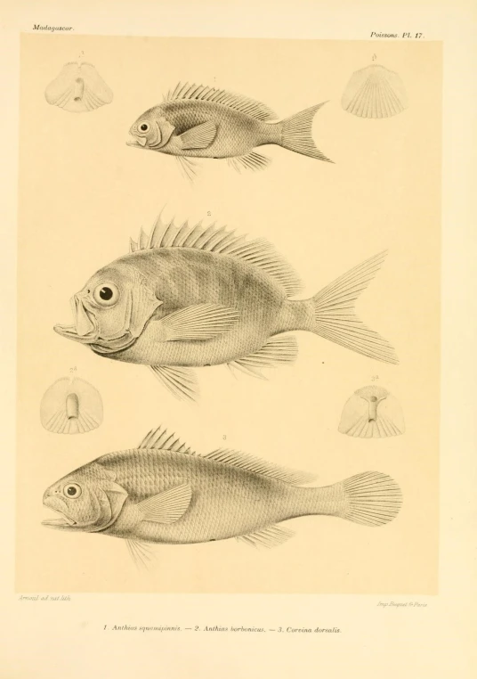 three different types of fish are shown in the engraving