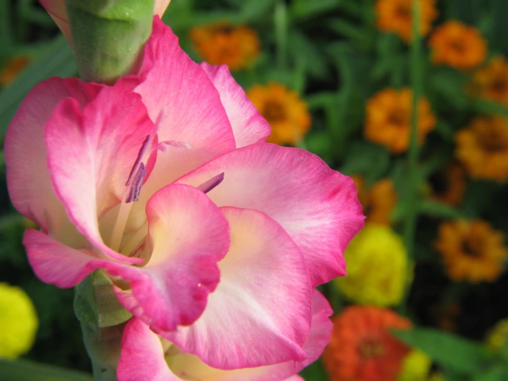 a bright pink flower stands out in the colorful garden