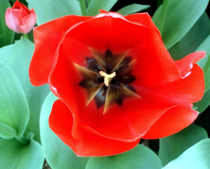 the inside of a red flower is displayed