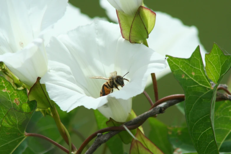 a bee is on a white flower on a tree