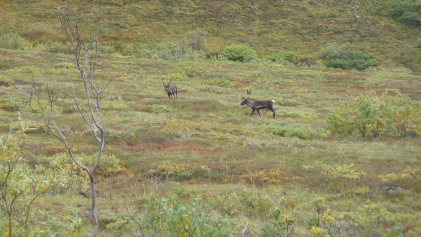 two animals are walking through a field on some land