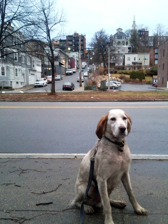 a dog on a leash sitting in the street