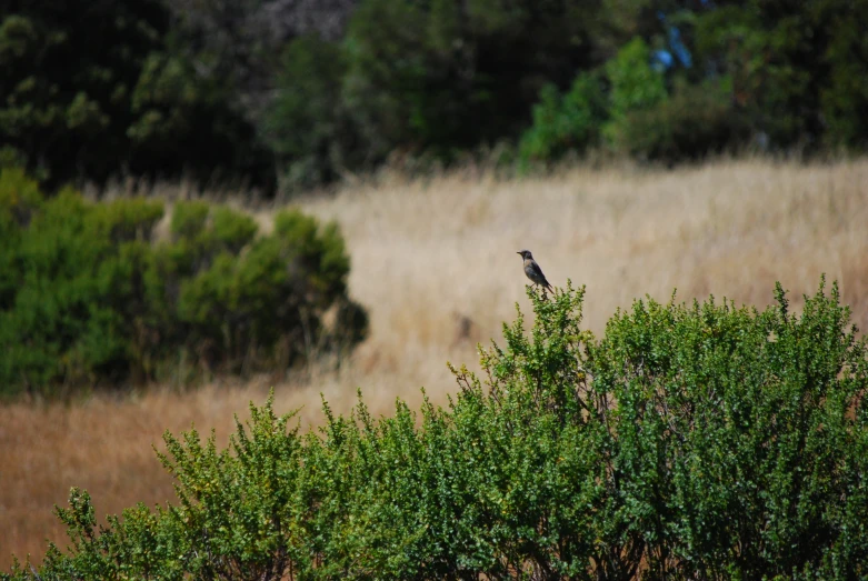 a bird sitting on a small tree in a field