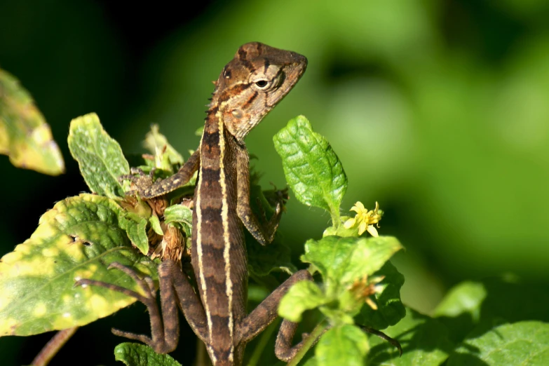 a small lizard sits on top of some green leaves