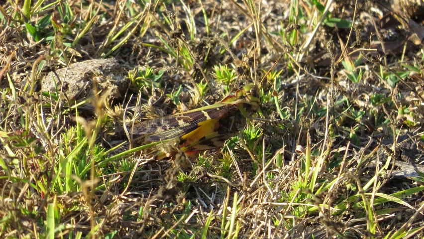 small yellow and gray bug sitting in a field