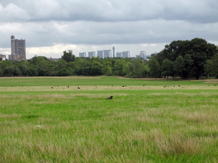 birds walking on the green grass and trees