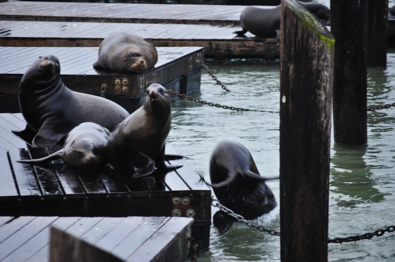 four sea lions resting on the dock and playing