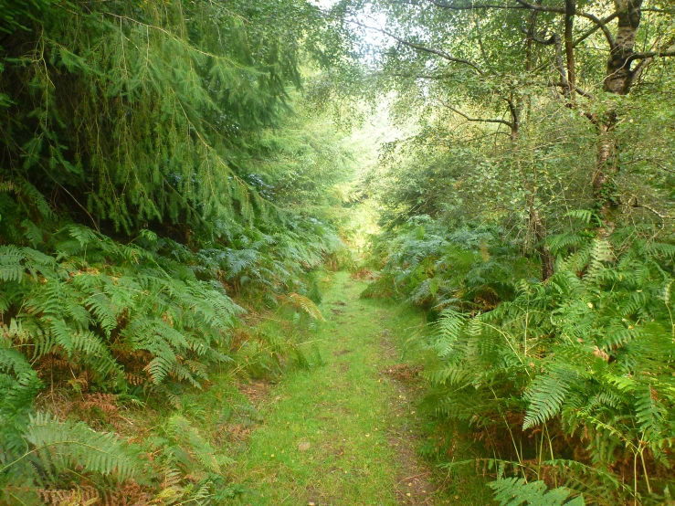 a path running through some tall trees