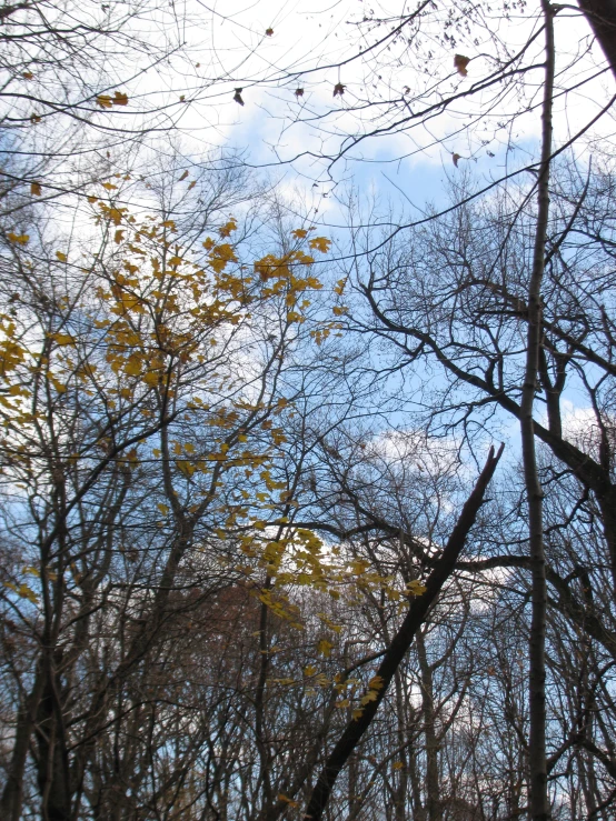 looking up into the trees in a clearing during autumn