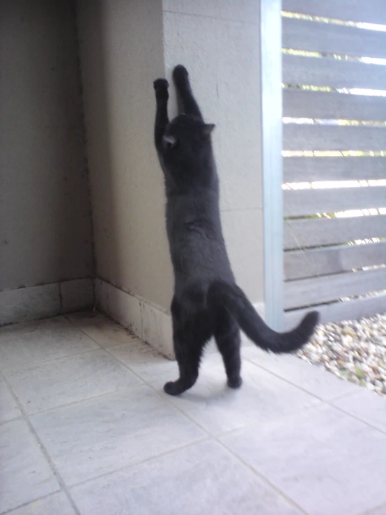 a black cat reaches to try and reach soing