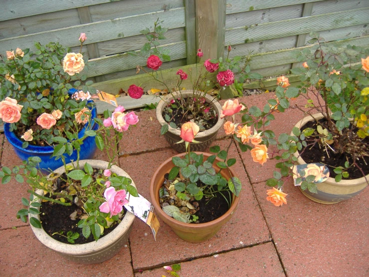 this is a variety of flowers, pots and plants sitting on the ground