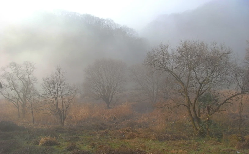 a foggy, misty forest with several trees