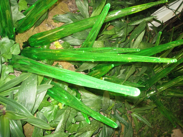 green plants are in the garden and have thin green stems