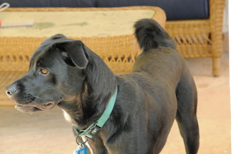 a dog with a leash on standing in front of a couch