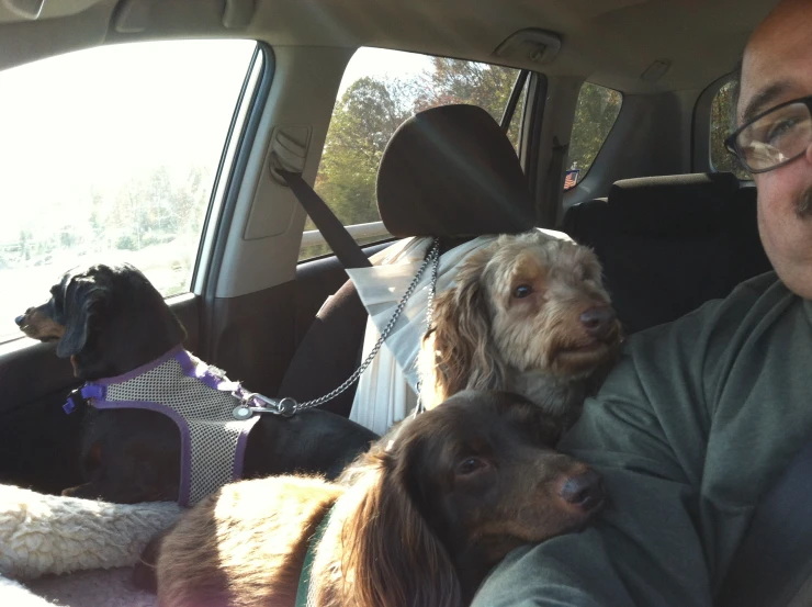 man with three dogs in the back seat of a car