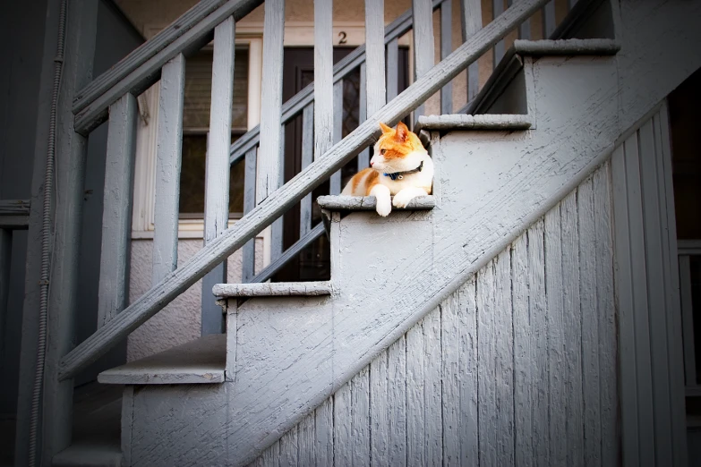 the cat is peering out from a ledge near an opened stairway