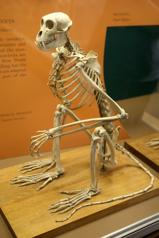 a skeleton sitting on a wood board in a museum exhibit