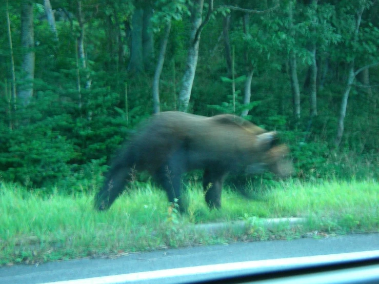 the blurry image of a grizzly bear is taken from the car