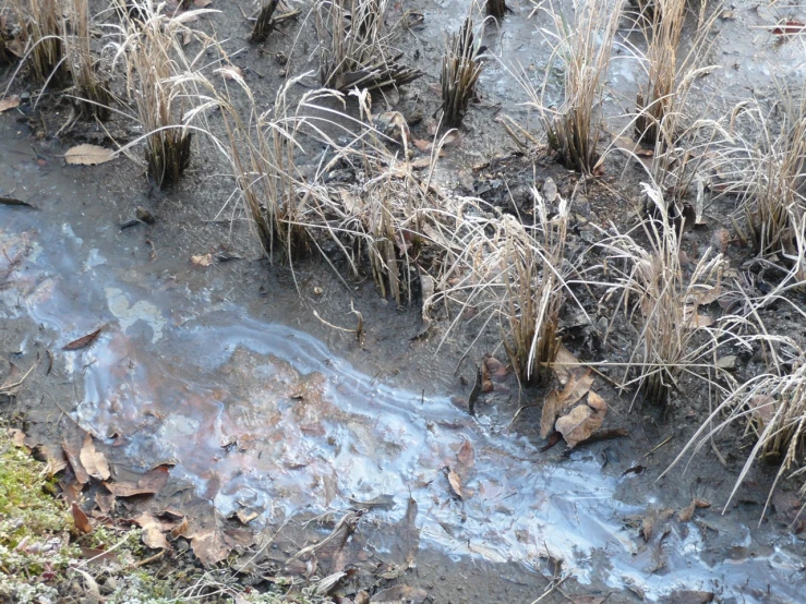 the water is frozen by the fire hydrant