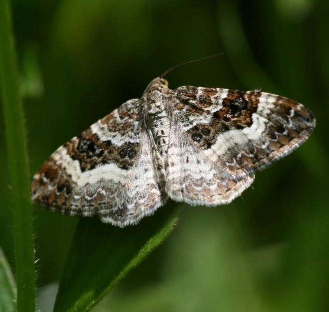 a moth with brown and white markings on it's wings sitting on a blade of grass