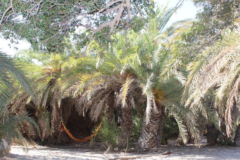 several trees that have leaves on them