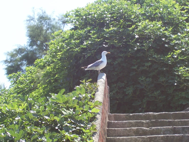 a white seagull sitting on a wooden fence