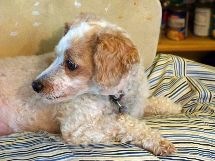 a brown and white dog laying on top of a bed