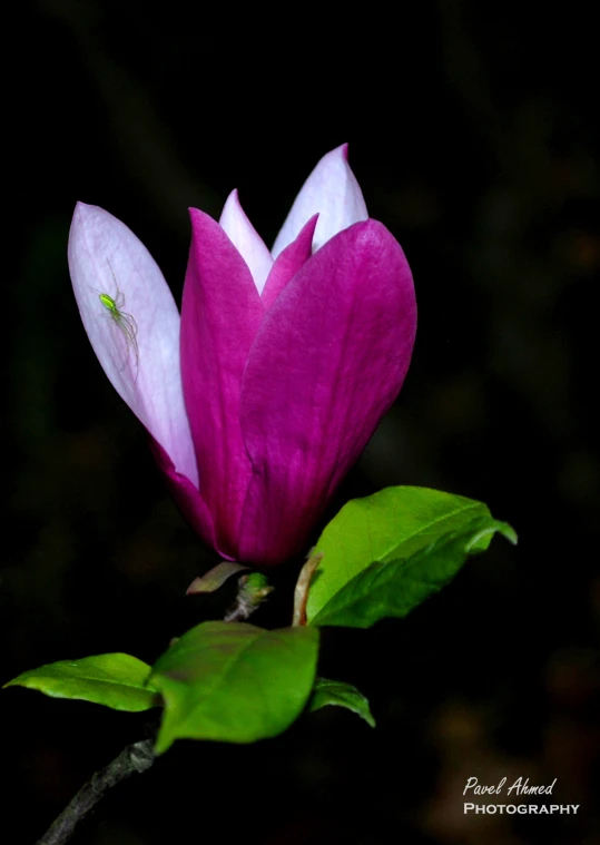 a single flower in the dark lit up