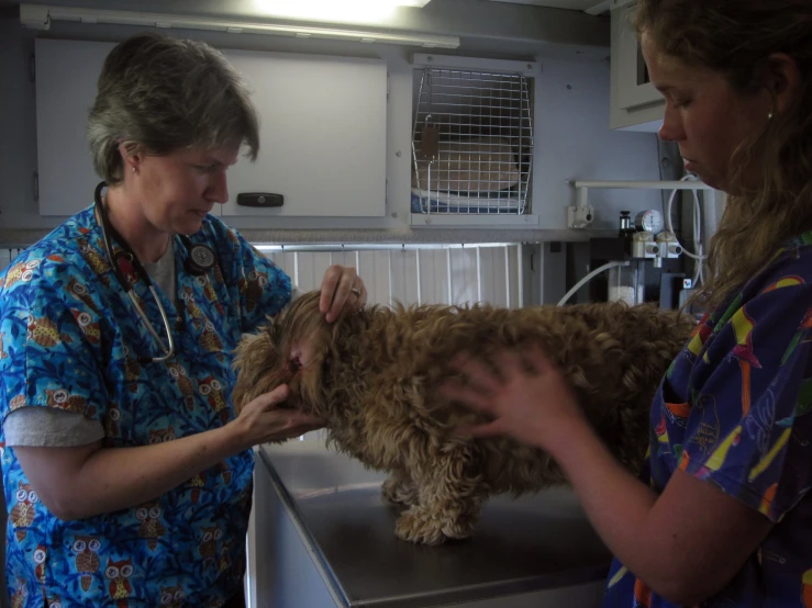 a dog being groomed by its master in the kitchen