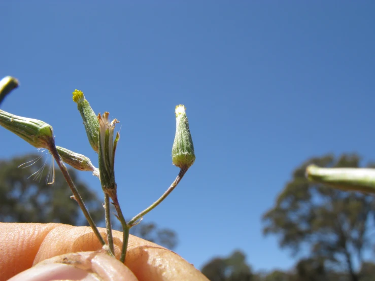 an action s of a plant with new leaves