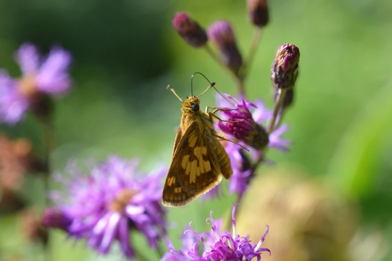 an orange and brown erfly is on a purple flower