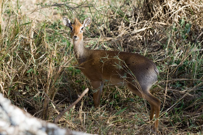 a deer standing in the middle of a field