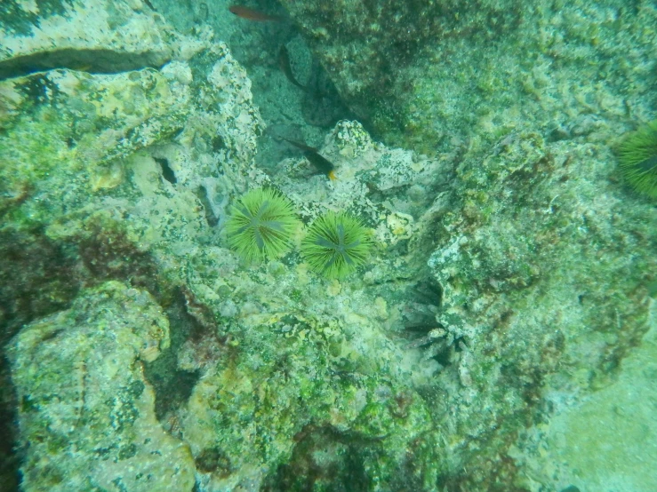 a green and white fish laying on top of rocks