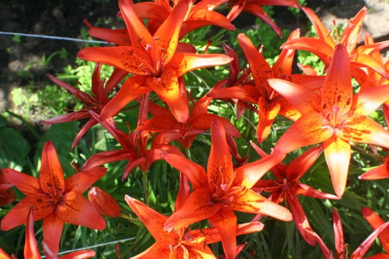 a bunch of red and yellow flowers on some green leaves