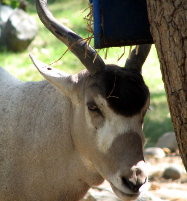 the cow has long horns on its head