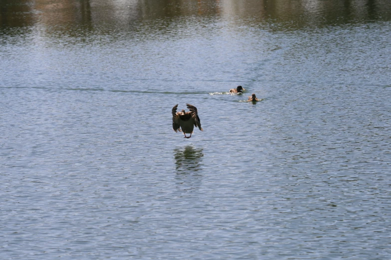 a large bird in the water with three other people floating in it