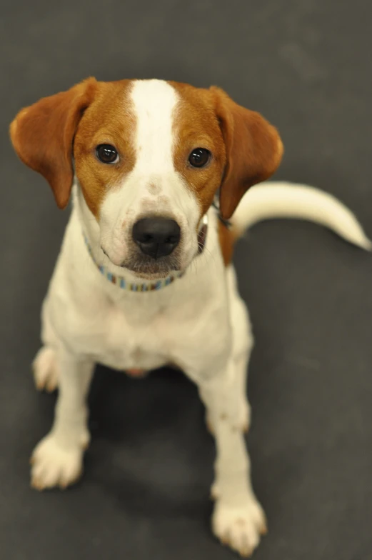 a dog standing on a black surface with it's nose slightly open