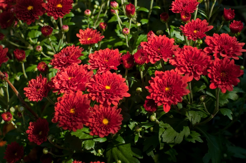 a large cluster of red flowers that are blooming