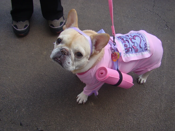 a dog with a pink dress on its neck