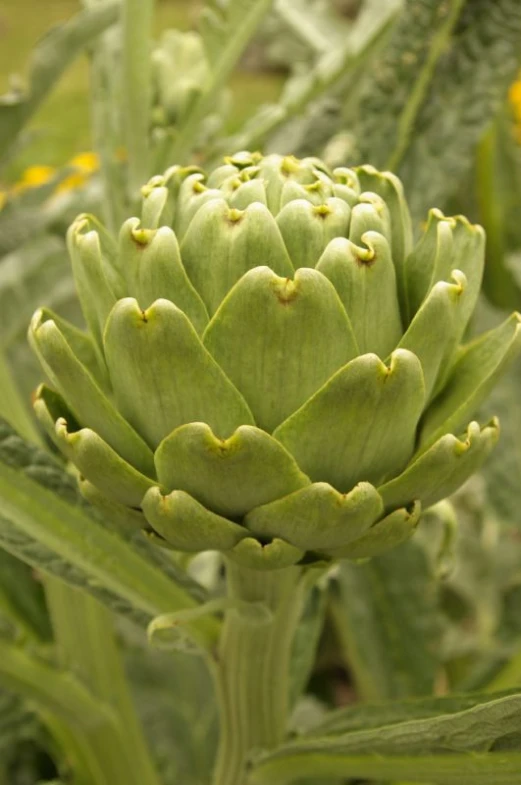 large green flowers blooming in a garden