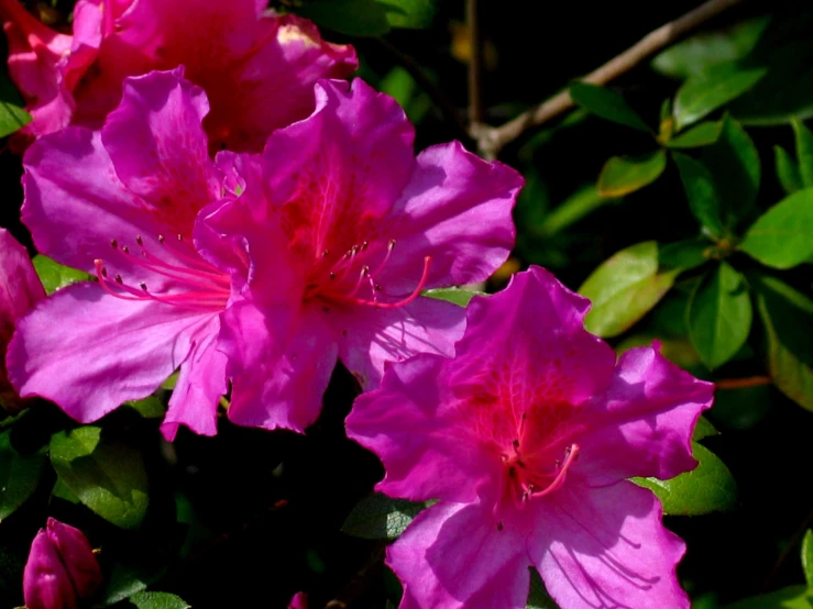 beautiful pink flowers in the sunlight near some nches