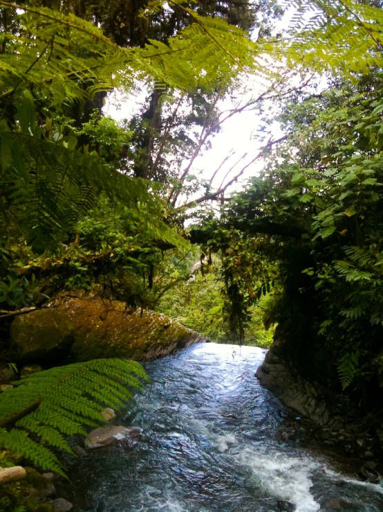 a stream runs between a row of trees and rocks