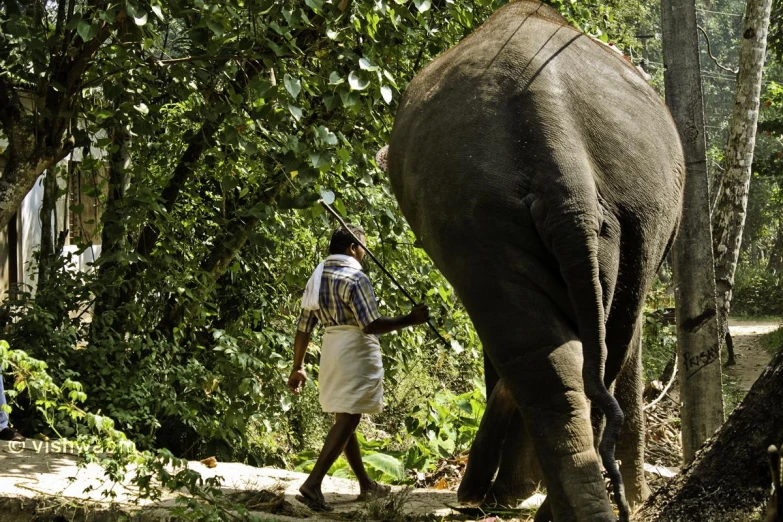 an elephant and a man walking through the jungle