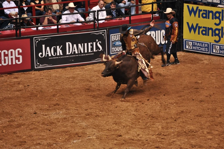 a bull rider rides a steer at a rodeo