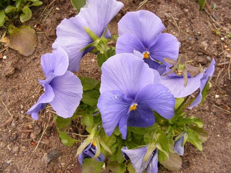 three blue flowers are growing on a plant